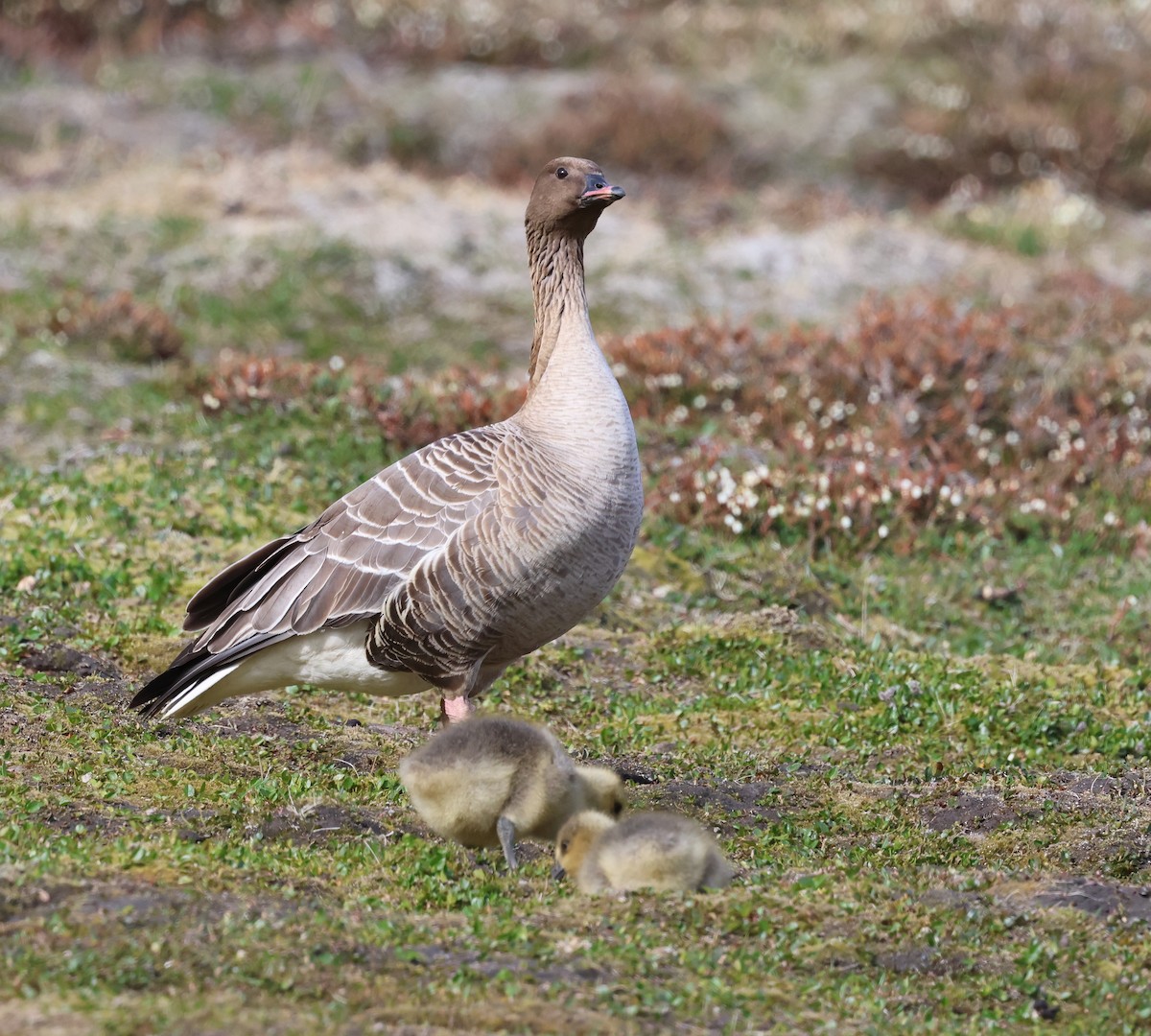 Pink-footed Goose - ML624160769