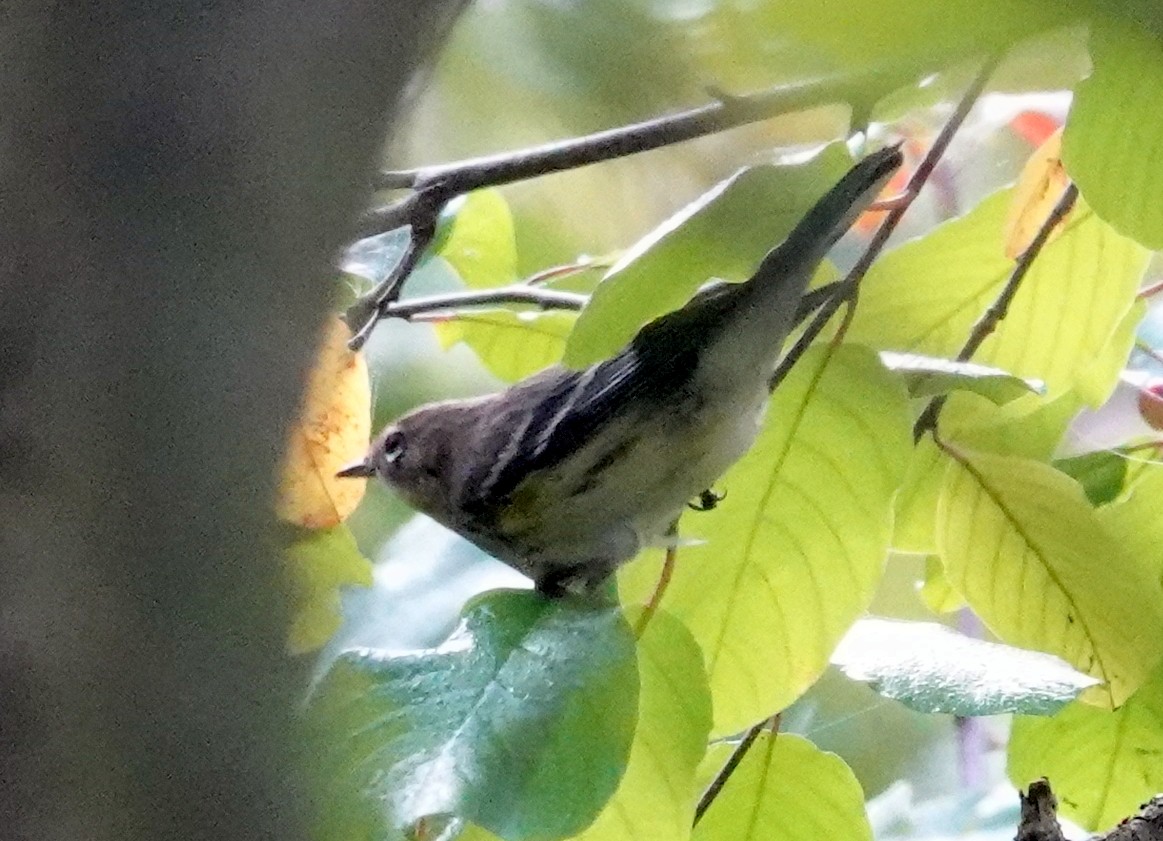 Yellow-rumped Warbler - ML624160791