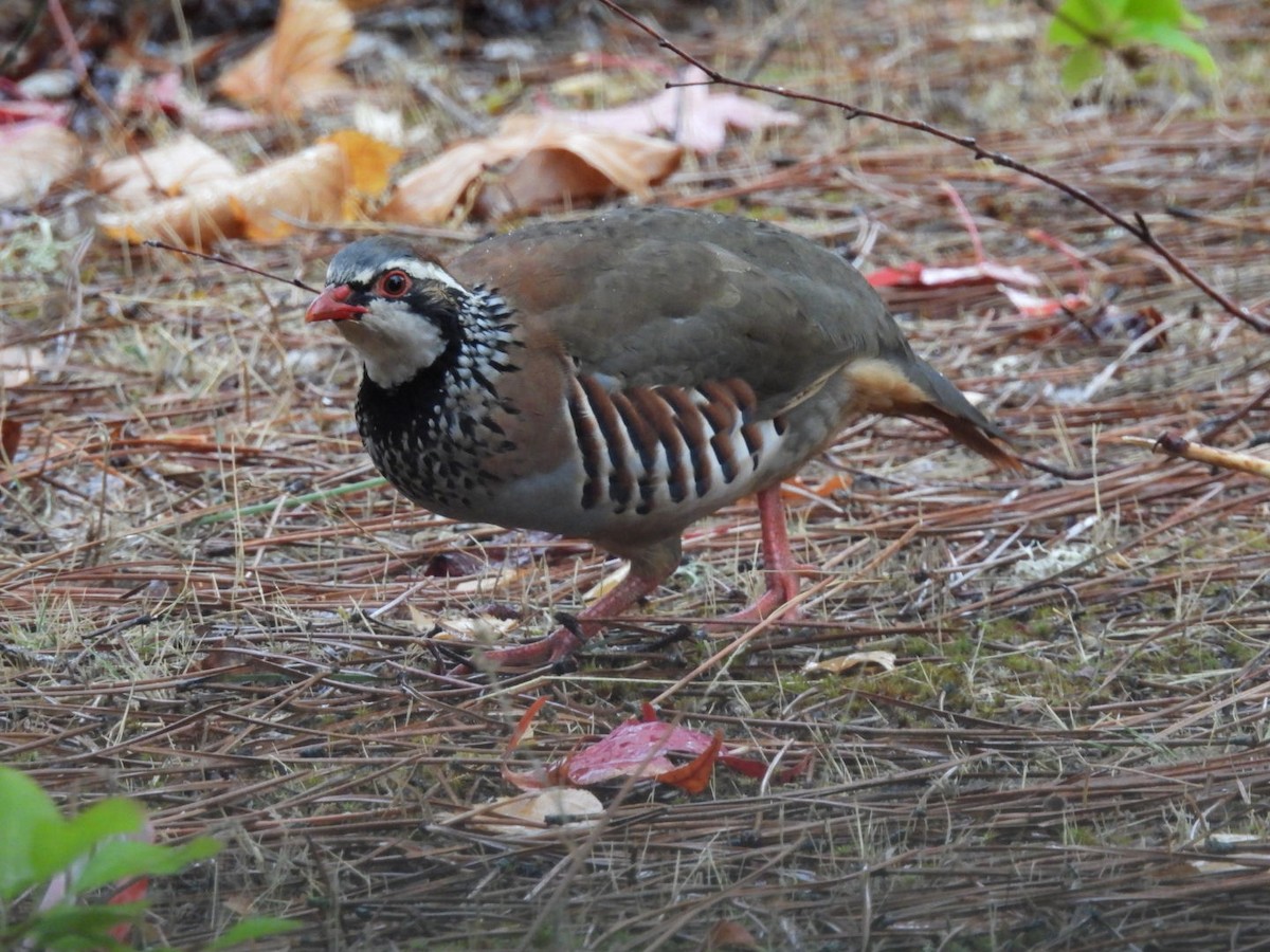 Red-legged Partridge - ML624160805