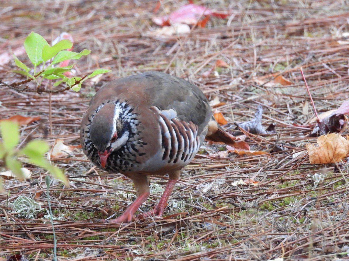 Red-legged Partridge - ML624160806