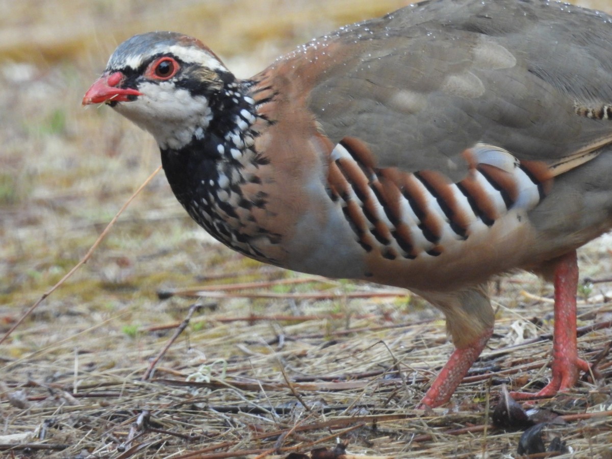 Red-legged Partridge - ML624160808