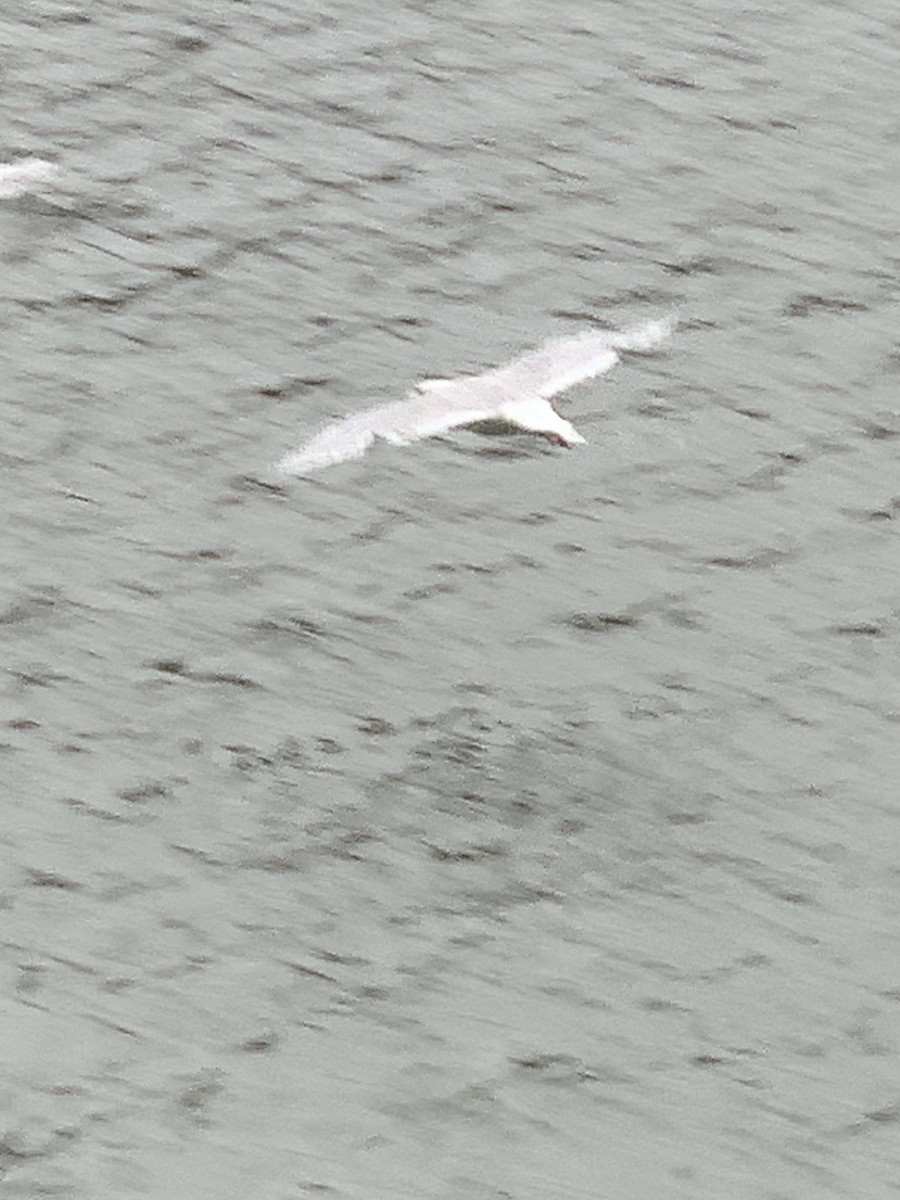 Herring Gull (European) - Danton Quandus