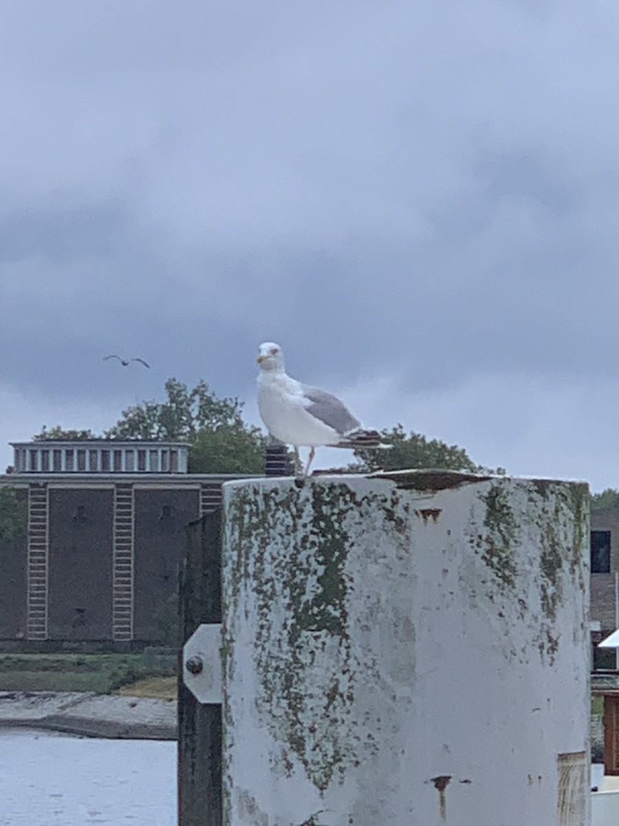 Herring Gull (European) - Danton Quandus