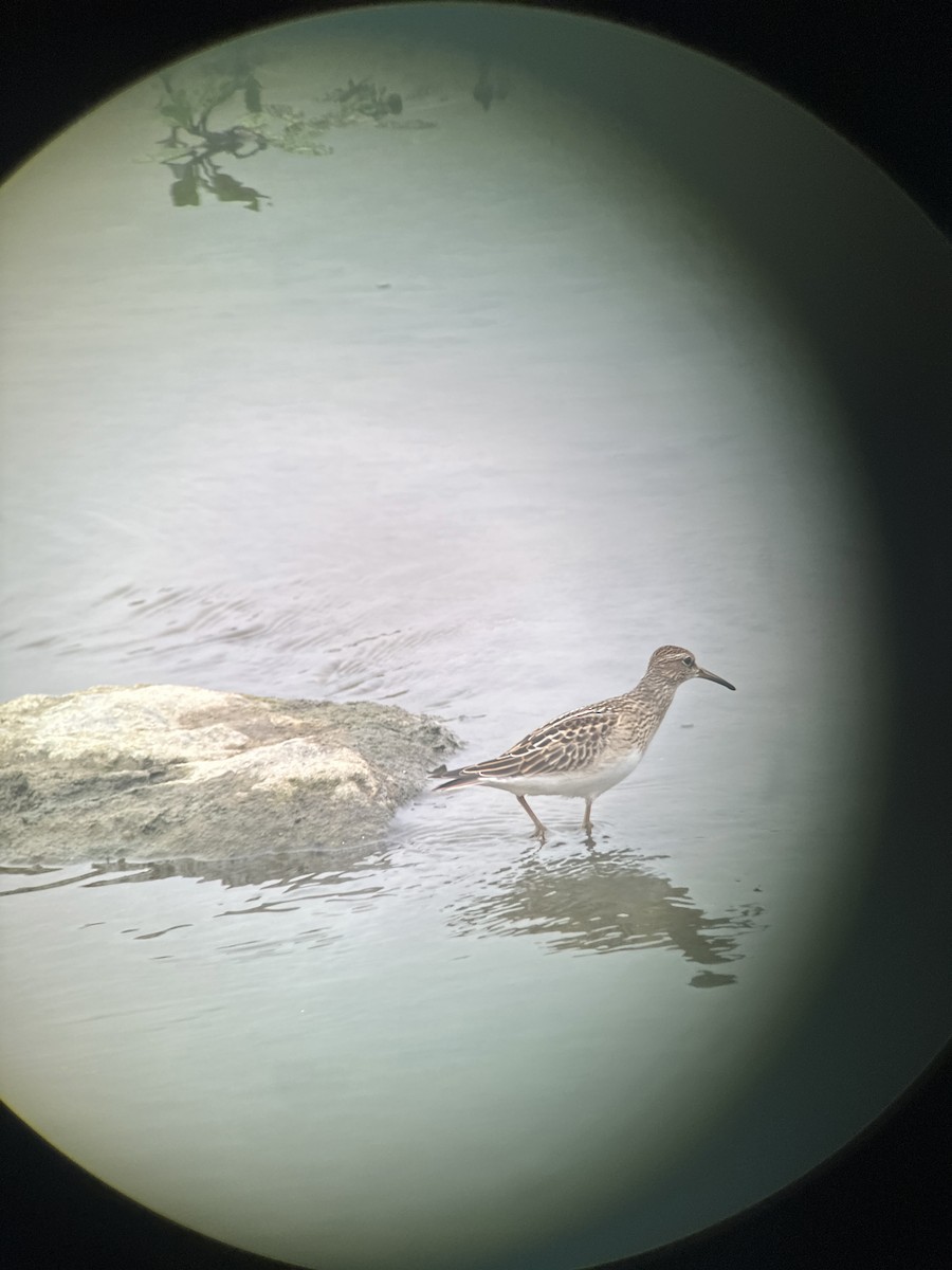 Pectoral Sandpiper - ML624160840