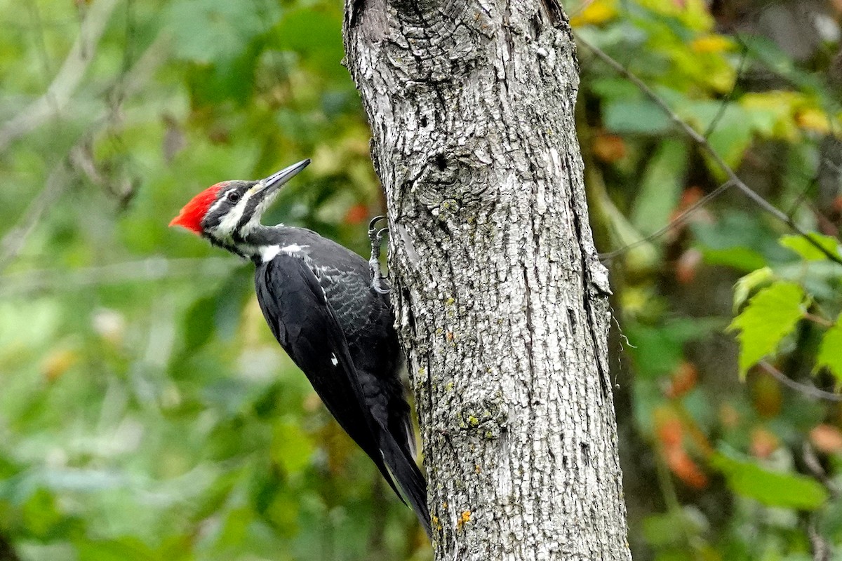 Pileated Woodpecker - Louise Courtemanche 🦅