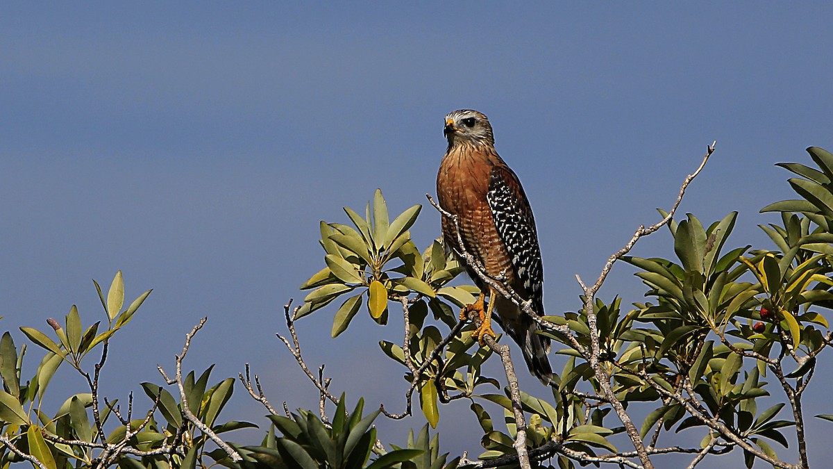 Red-shouldered Hawk (extimus) - ML624160862