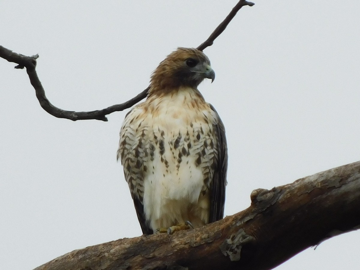 Red-tailed Hawk - ML624160881