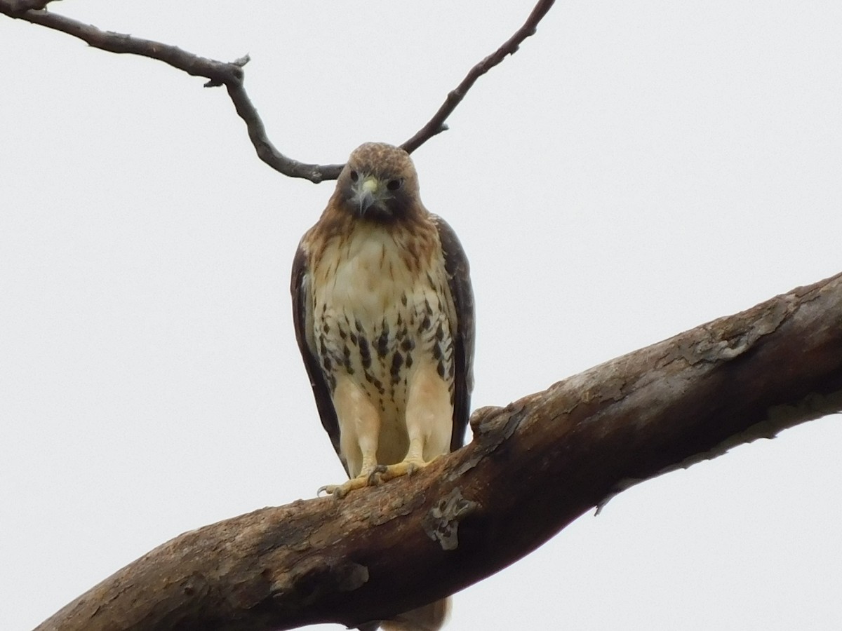 Red-tailed Hawk - ML624160882