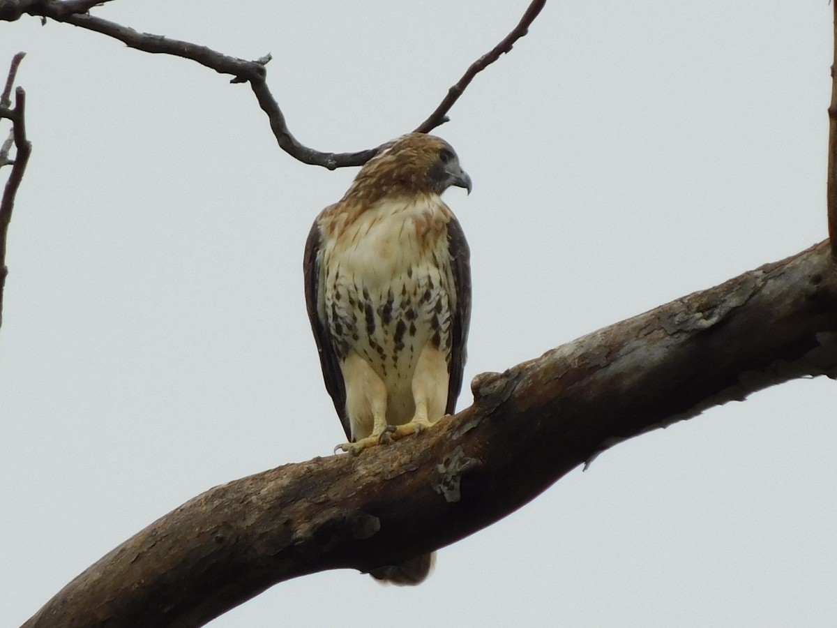 Red-tailed Hawk - ML624160883
