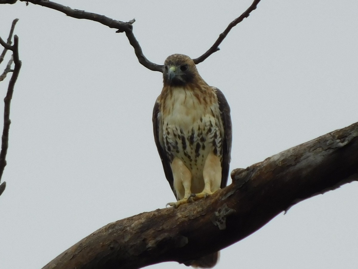 Red-tailed Hawk - ML624160884