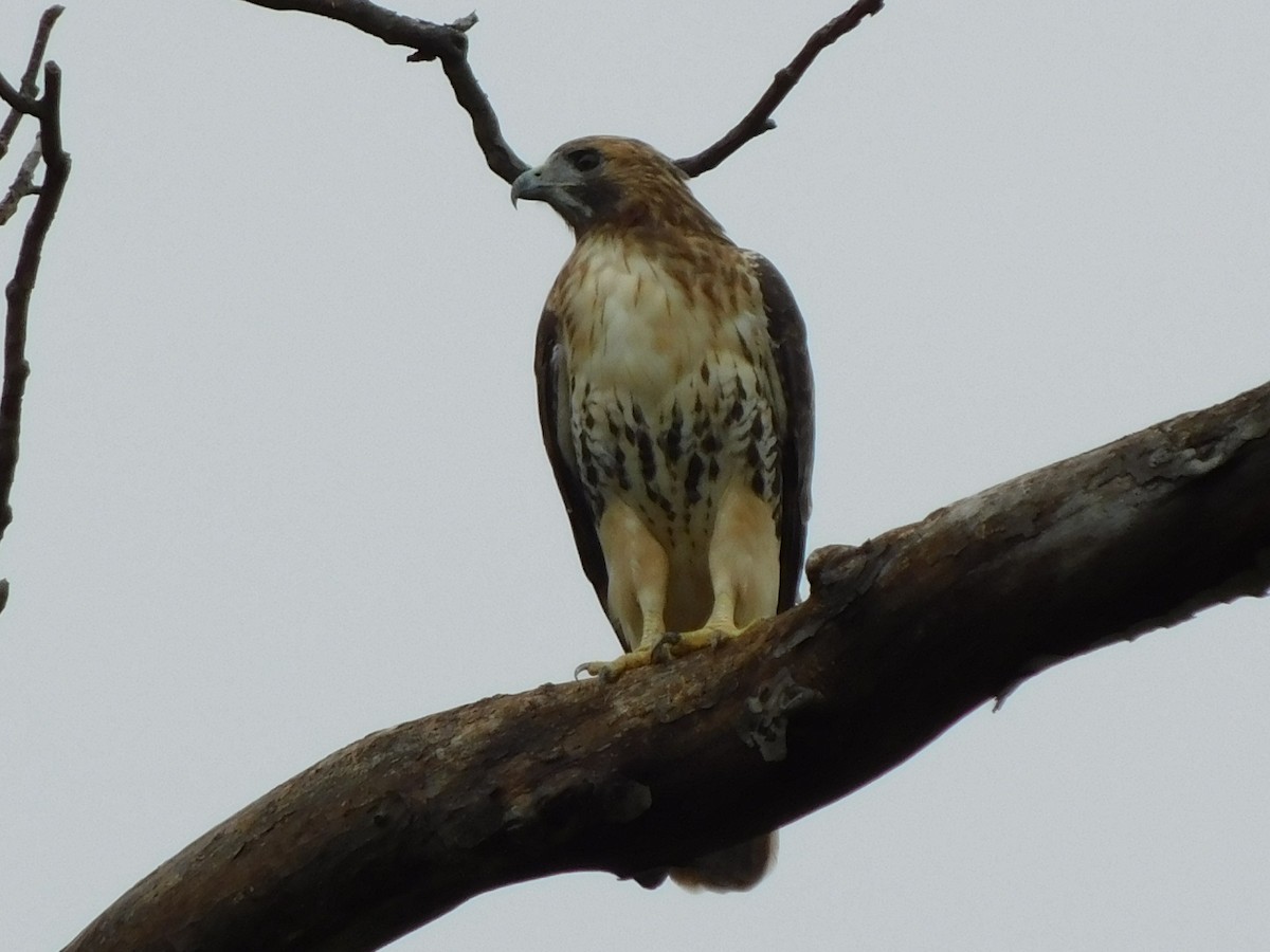 Red-tailed Hawk - ML624160885