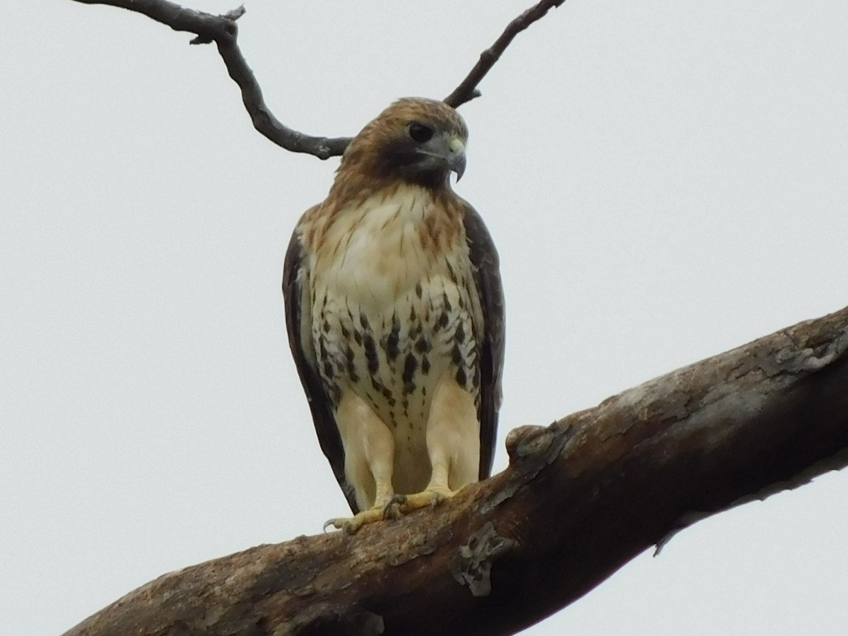 Red-tailed Hawk - ML624160887
