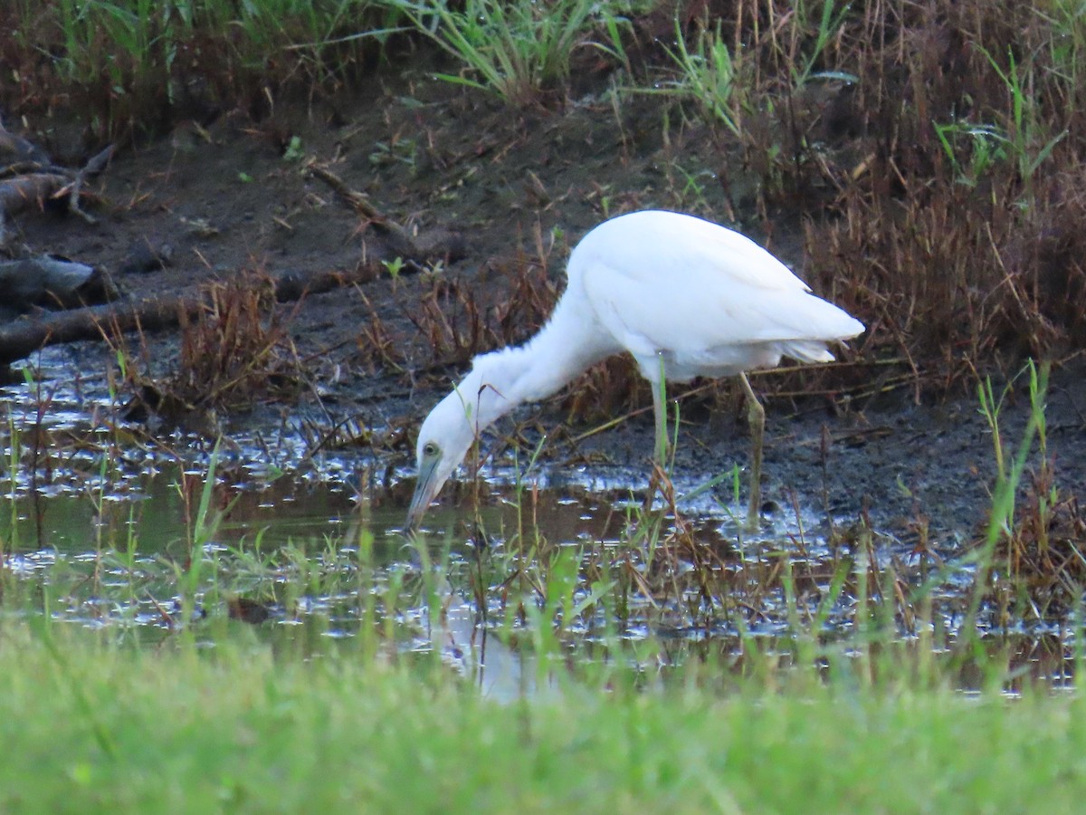 Little Blue Heron - ML624160939