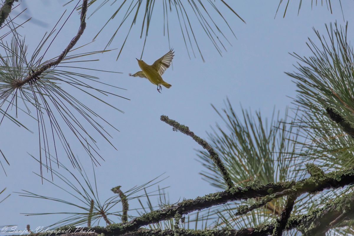 Yellow Warbler (Northern) - ML624160972
