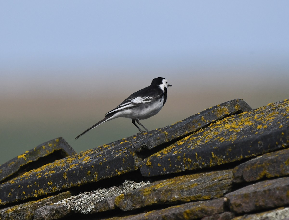 White Wagtail (British) - ML624160982