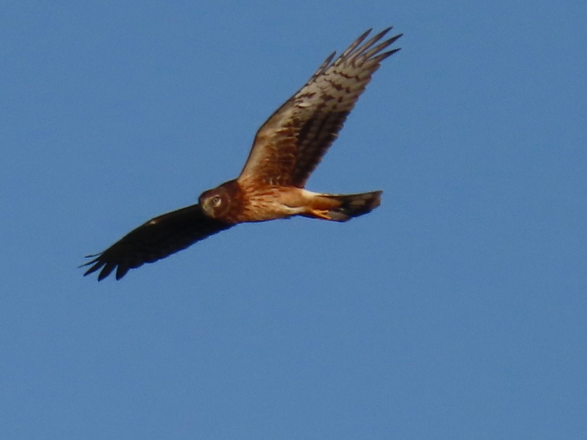 Northern Harrier - ML624160996