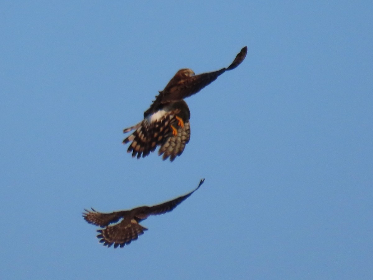 Northern Harrier - ML624160997