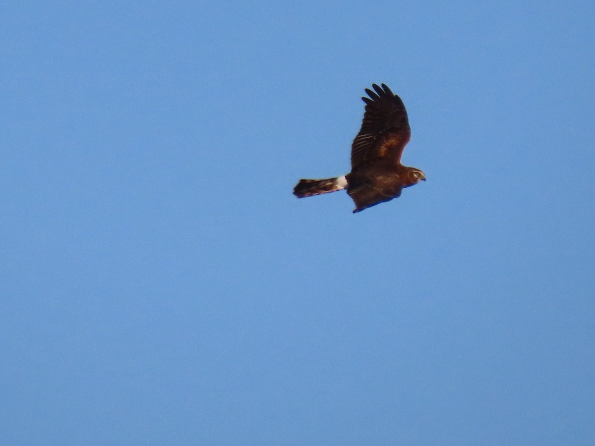 Northern Harrier - ML624160998