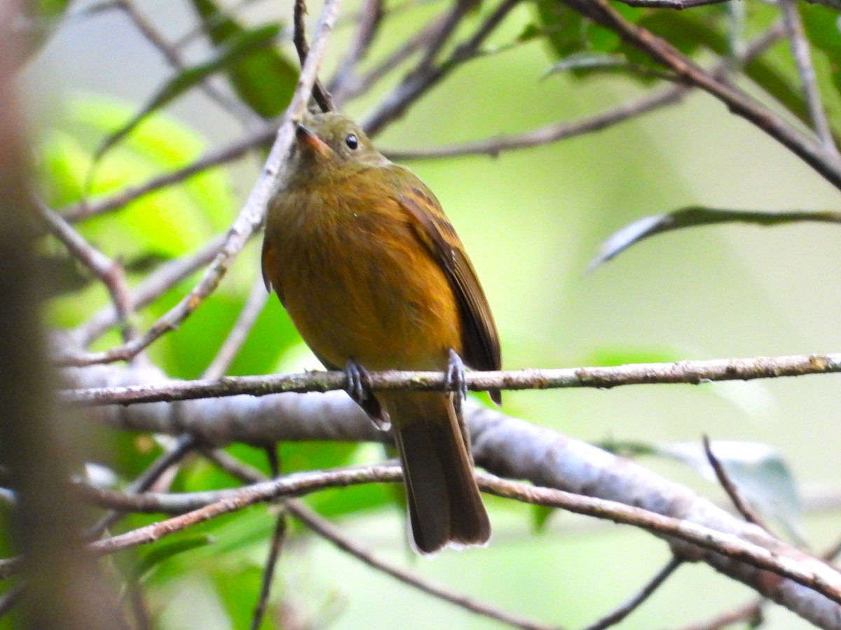 Ochre-bellied Flycatcher - ML624161011