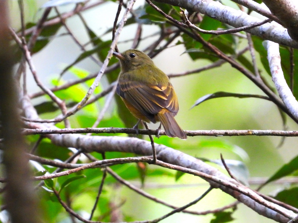 Ochre-bellied Flycatcher - ML624161012