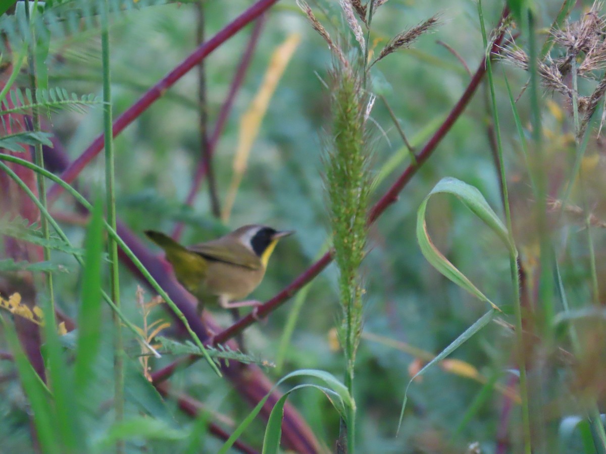 Common Yellowthroat - ML624161021