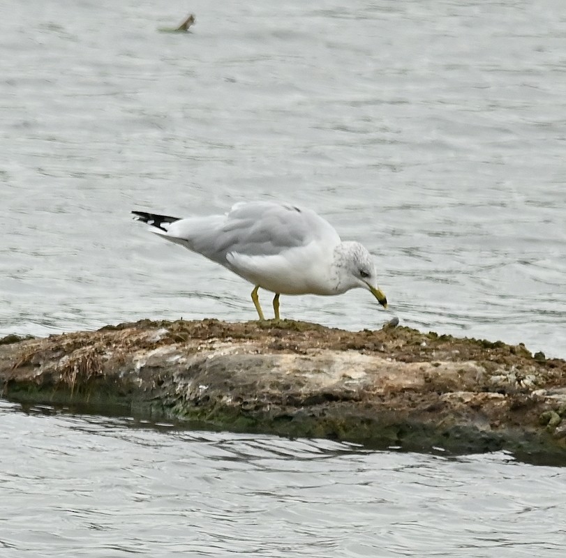 Ring-billed Gull - ML624161026