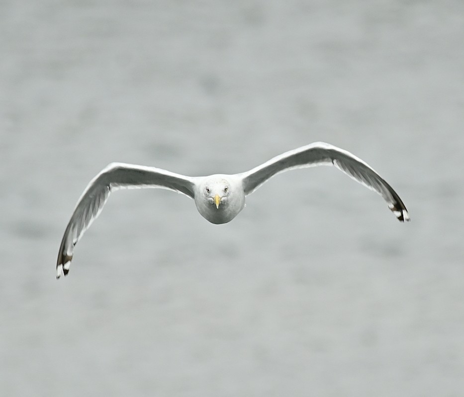 Herring Gull - ML624161032