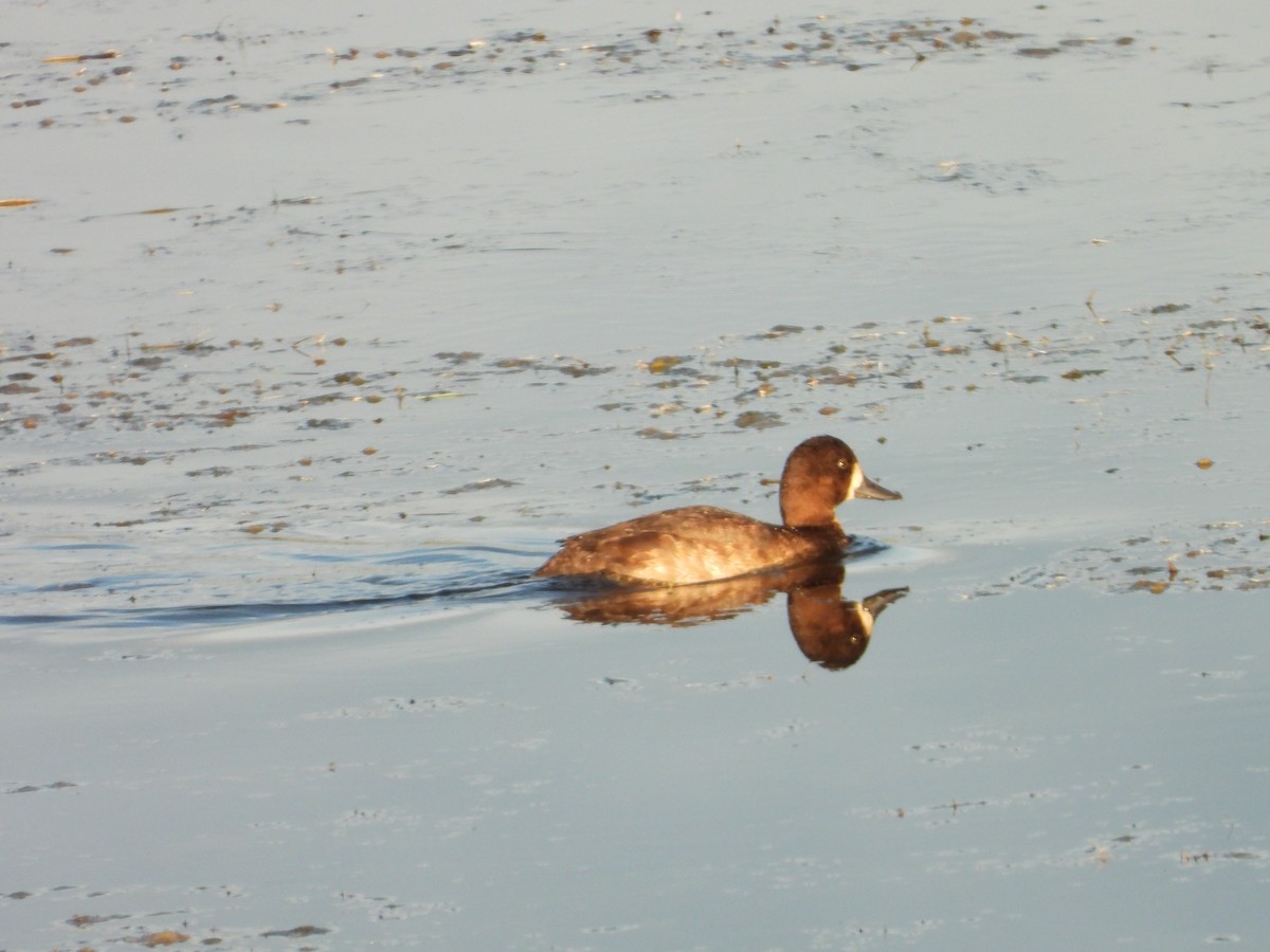 Lesser Scaup - ML624161051