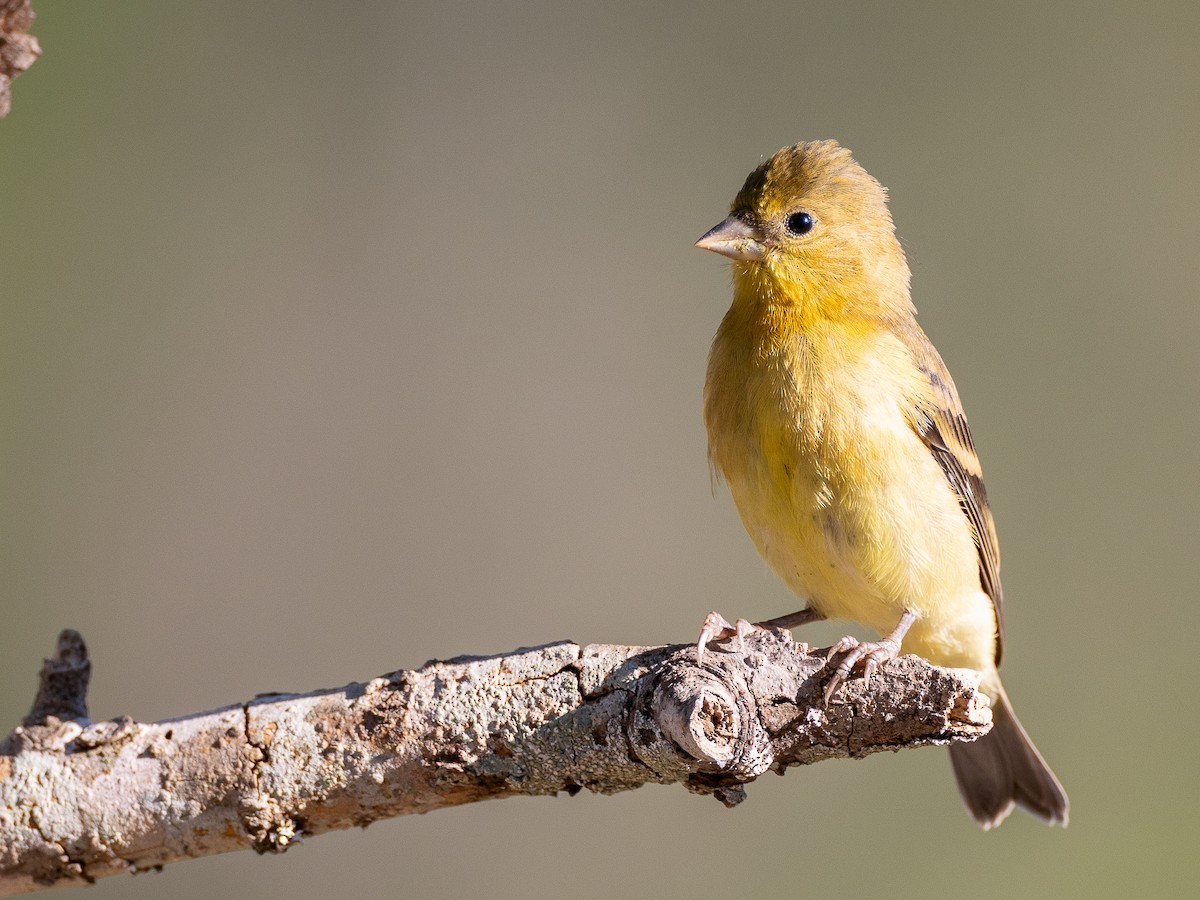 Lesser Goldfinch - ML624161068