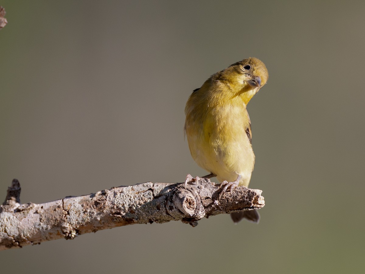 Lesser Goldfinch - ML624161069