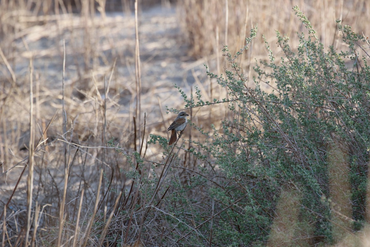 Red-backed Shrike - Chris Kehoe