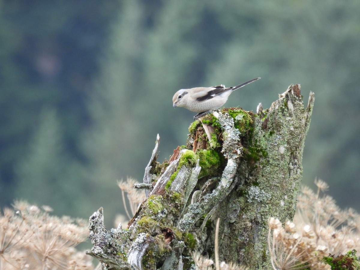 Northern Shrike - ML624161084