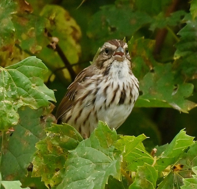 Song Sparrow - ML624161088