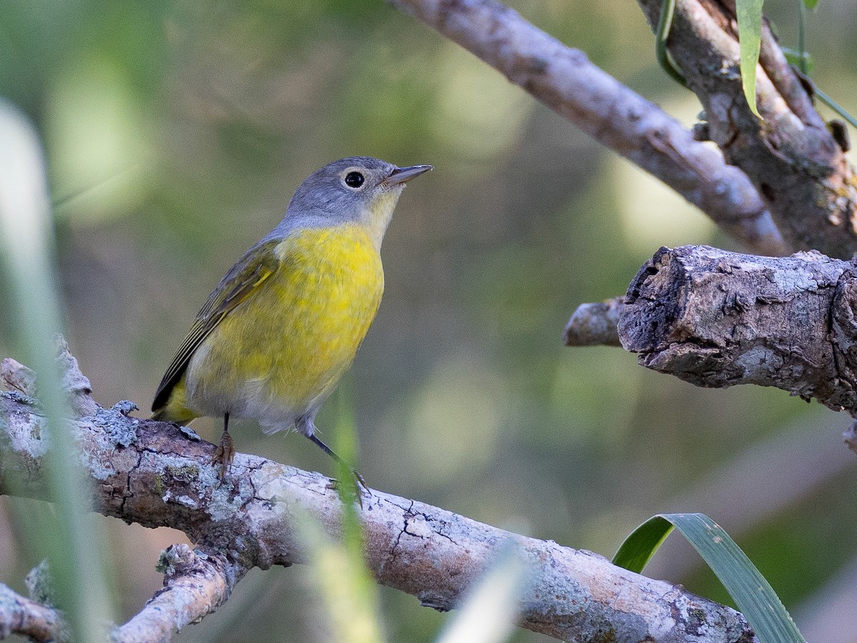 Nashville Warbler - ML624161089