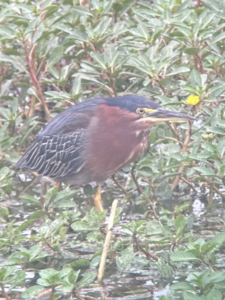 Green Heron - ML624161090