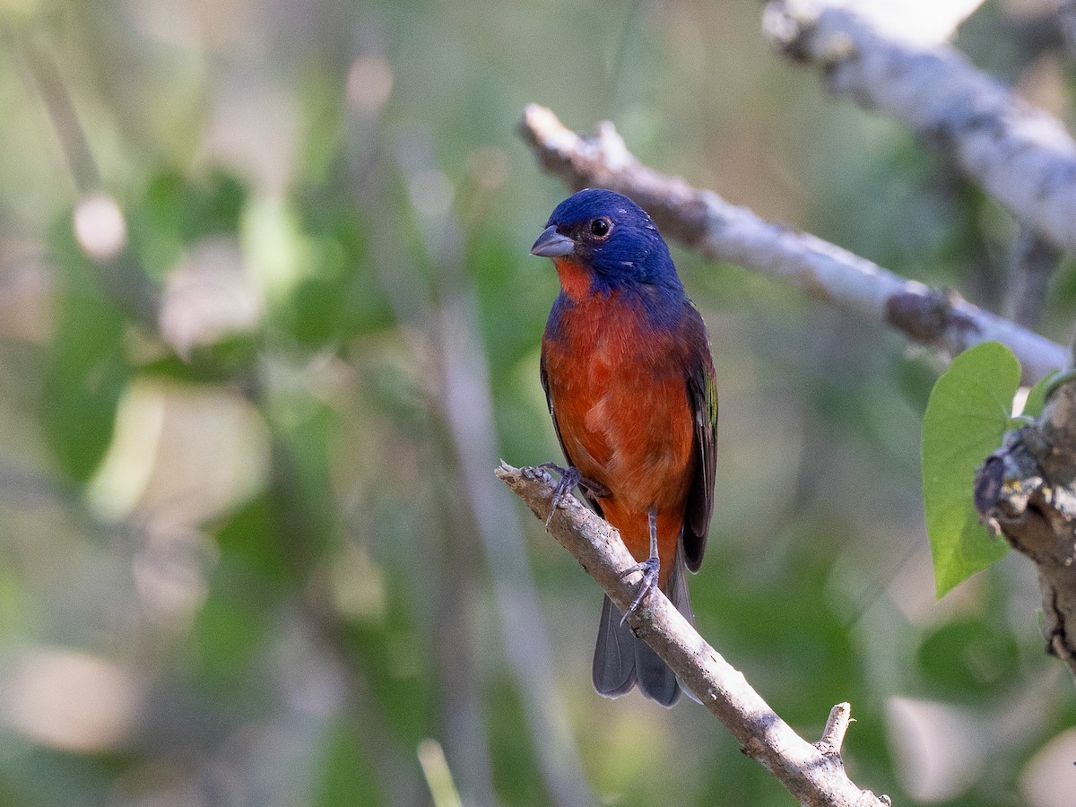 Painted Bunting - ML624161113