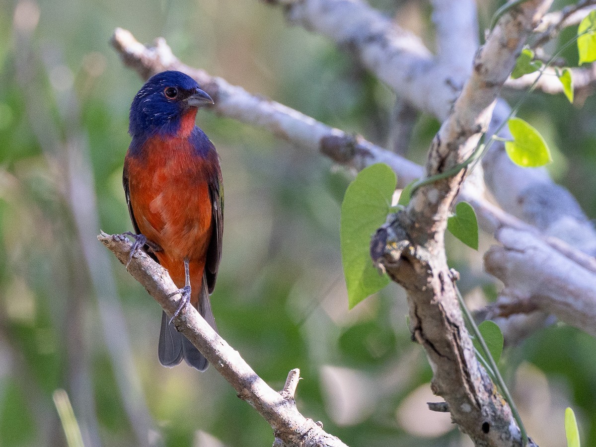 Painted Bunting - ML624161114