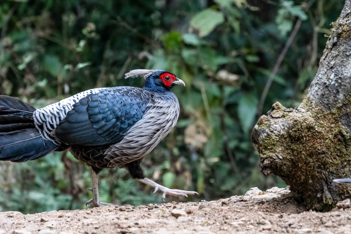 Kalij Pheasant - ML624161137