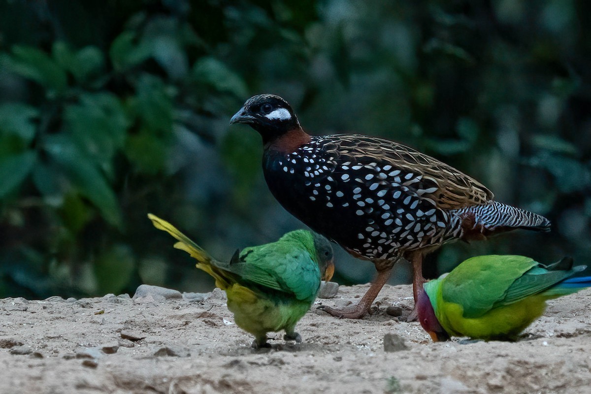 Black Francolin - ML624161161