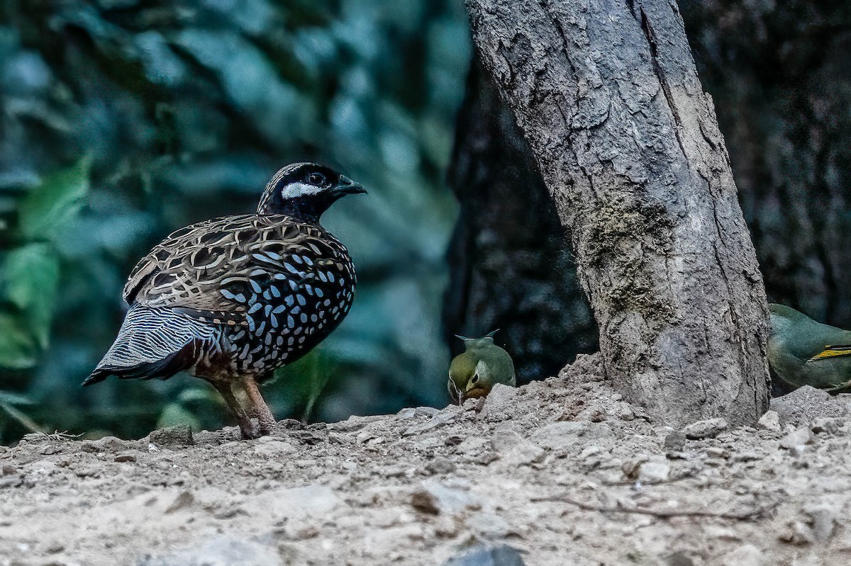 Black Francolin - ML624161162