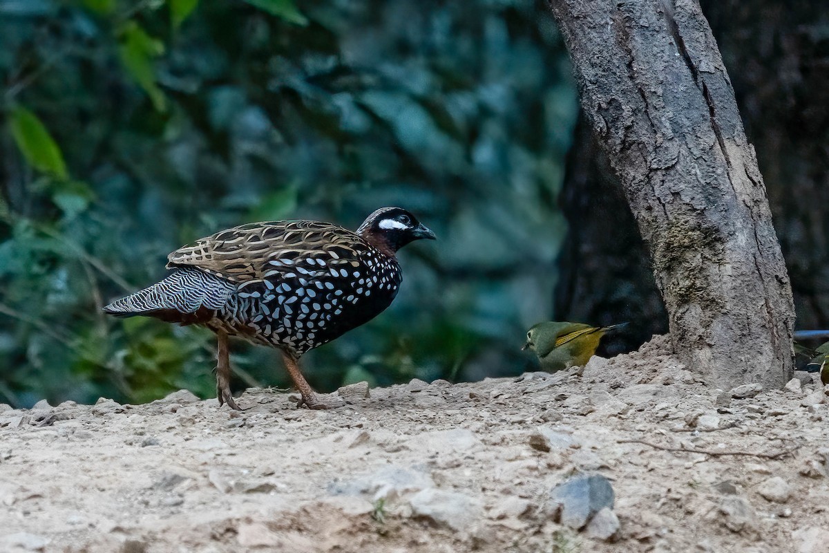 Black Francolin - ML624161163