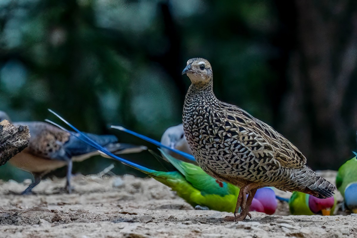 Black Francolin - ML624161164