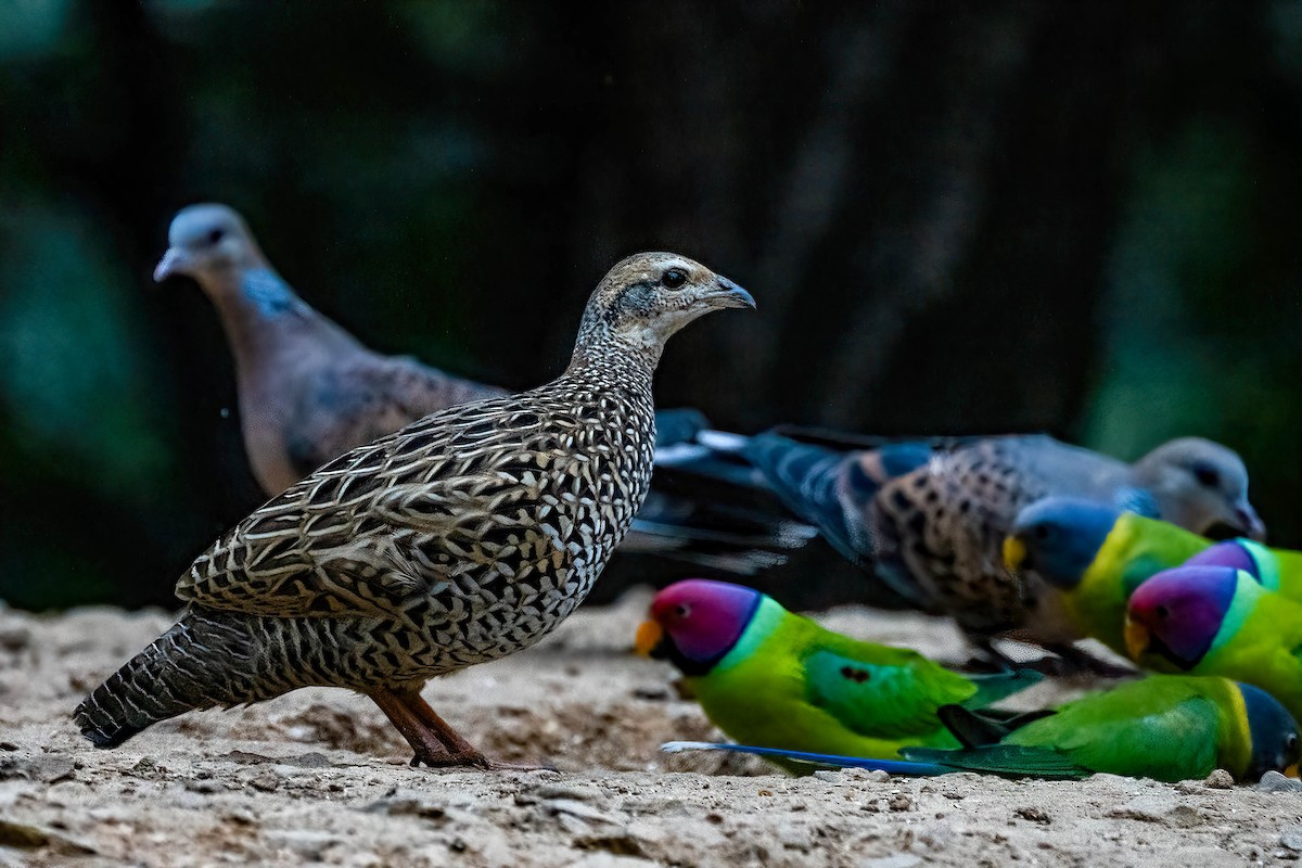 Black Francolin - ML624161165