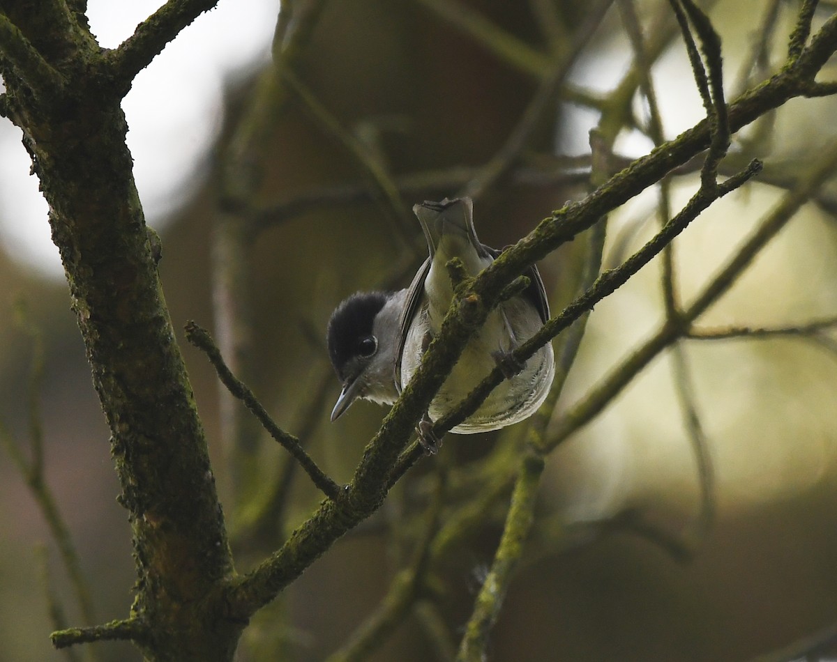 Халимагт зэржгэнэ - ML624161171