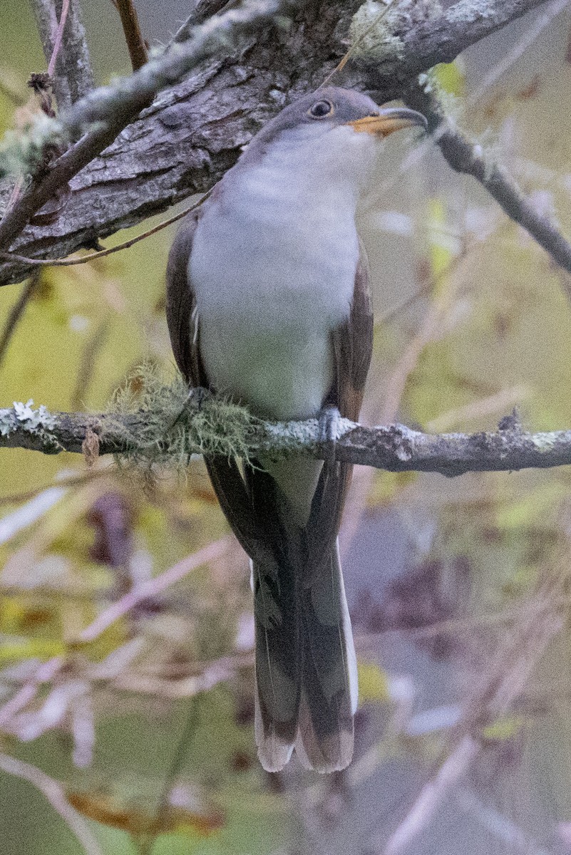 Yellow-billed Cuckoo - ML624161172