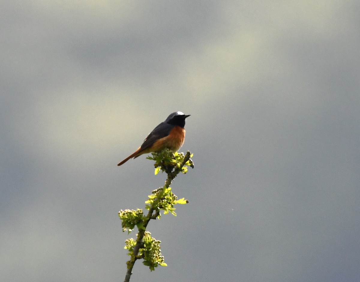 Common Redstart (Common) - ML624161176