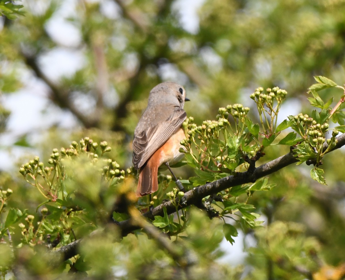 Common Redstart (Common) - ML624161177