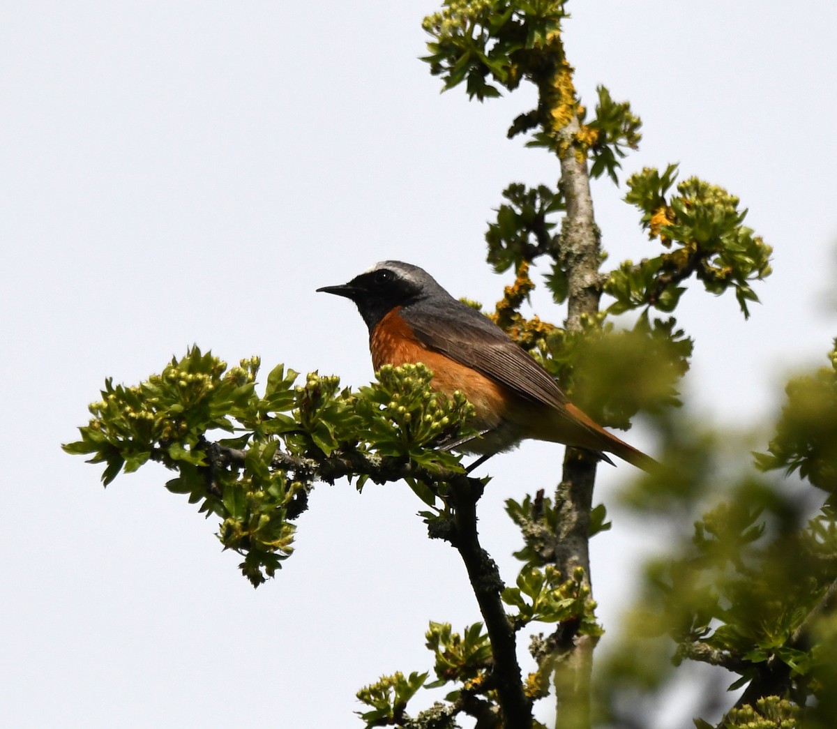 Common Redstart (Common) - ML624161179