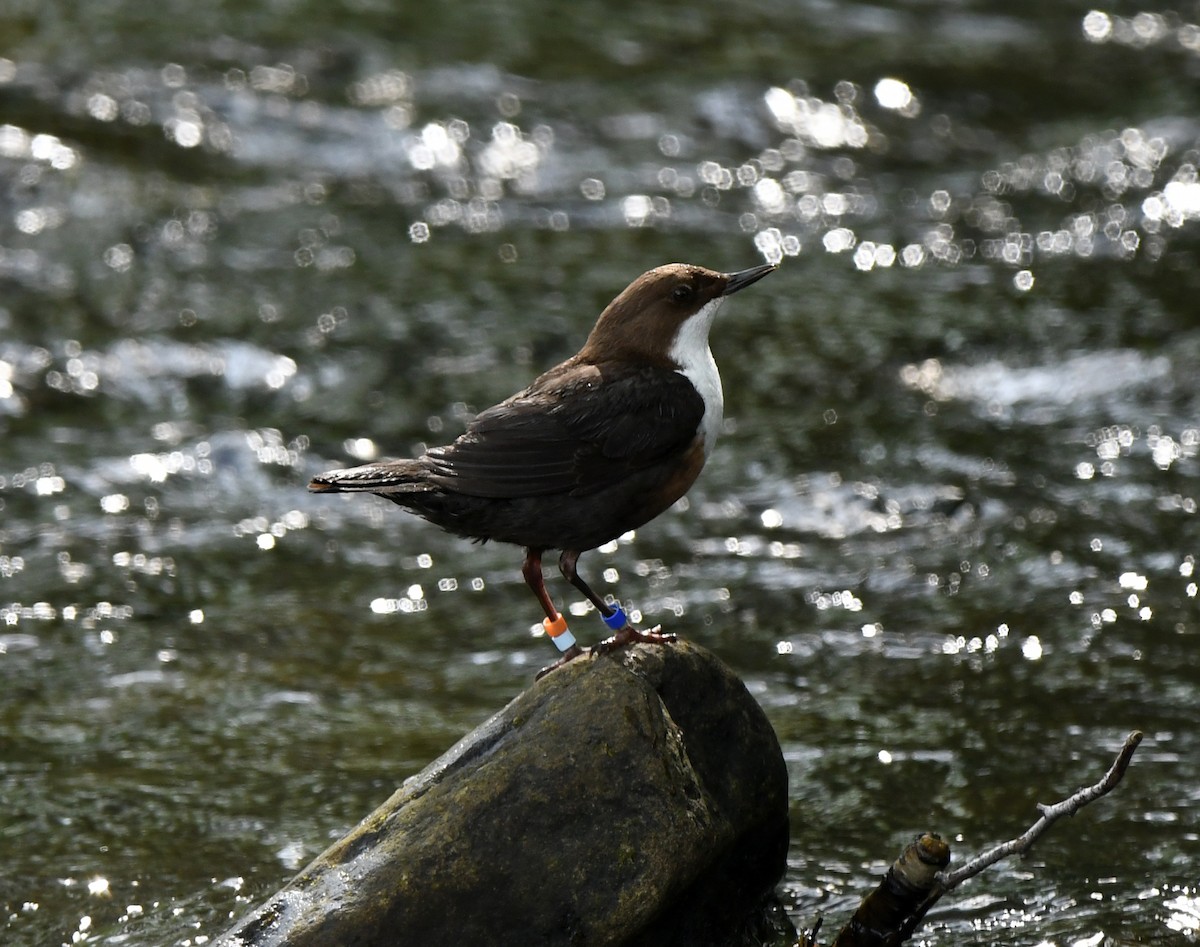 Гялаан омруут харзлай - ML624161181