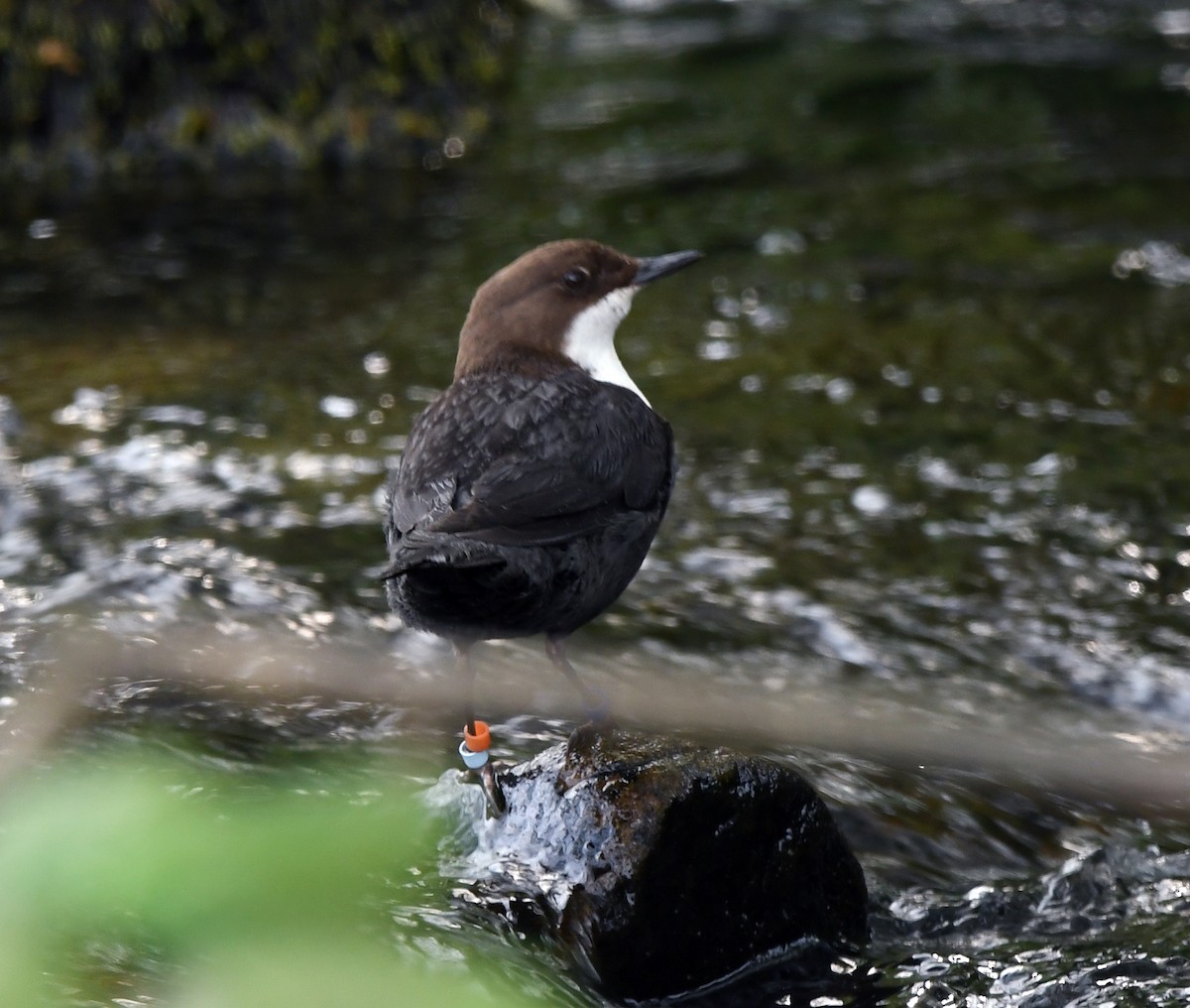 Гялаан омруут харзлай - ML624161182